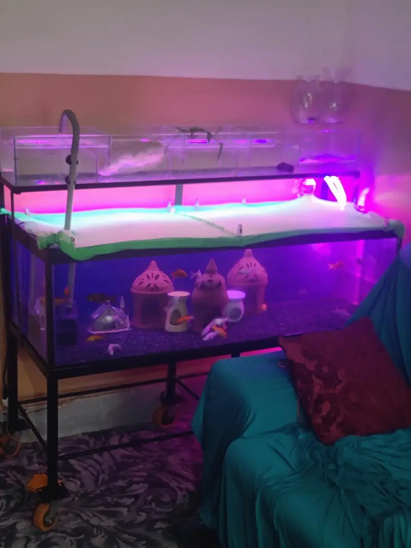 4 ft aquarium + iron stand+ parrotfish — photo 3