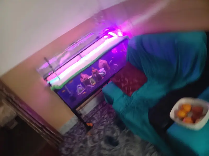4 ft aquarium + iron stand+ parrotfish — photo 4