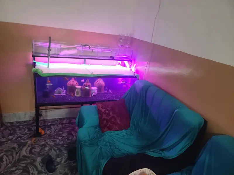 4 ft aquarium + iron stand+ parrotfish — photo 5