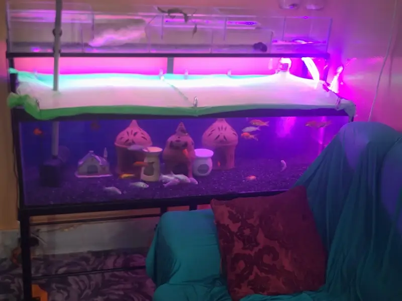 4 ft aquarium + iron stand+ parrotfish — photo 6