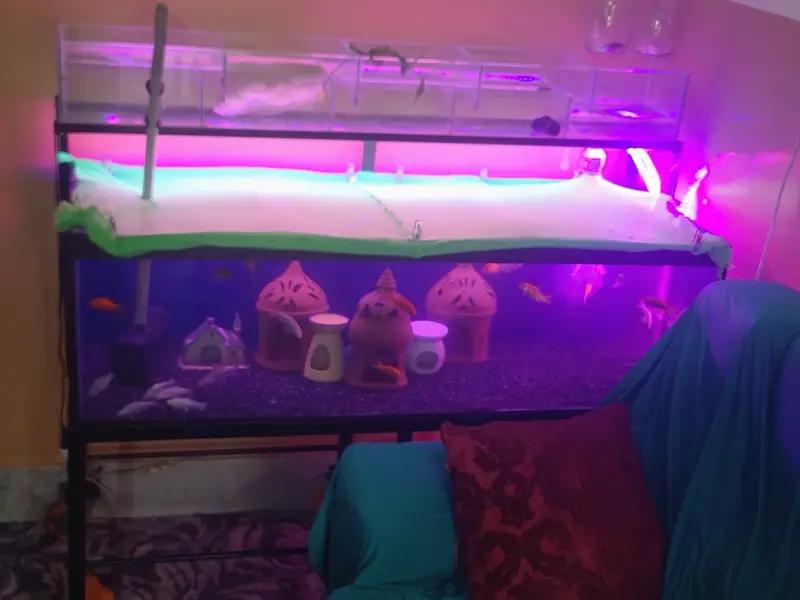 4 ft aquarium + iron stand+ parrotfish — photo 7