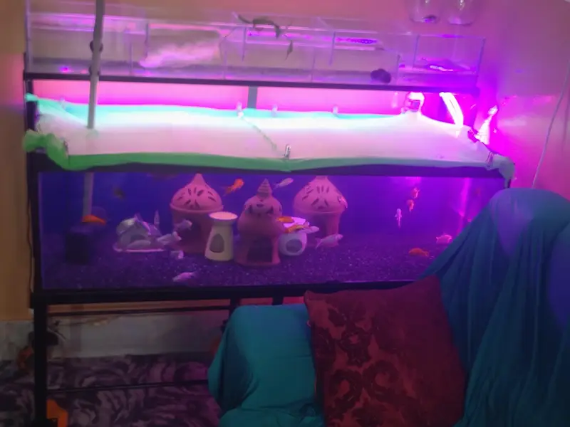 4 ft aquarium + iron stand+ parrotfish — photo 8