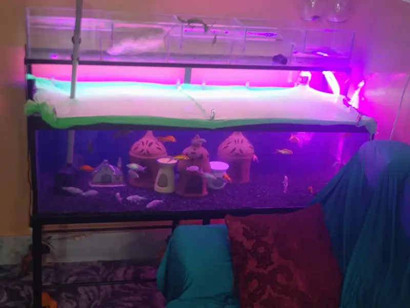 4 ft aquarium + iron stand+ parrotfish — photo 9