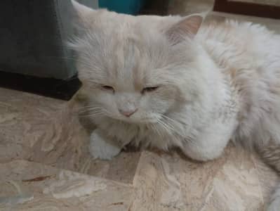 Male Persian Cat (adult)