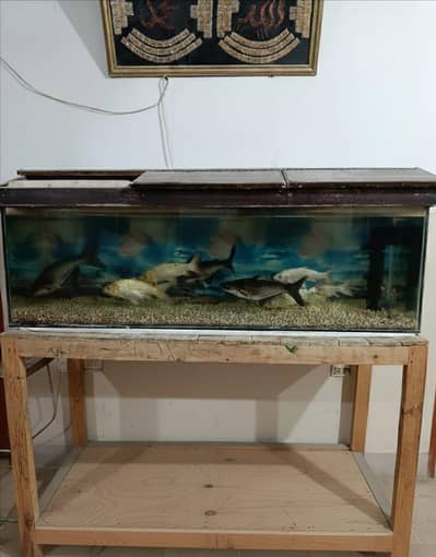 Aquarium with fishes 