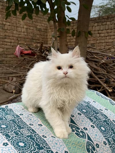 Pure White Persian Male Kitten for Sale