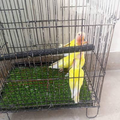 lutino pathay urgent sale.