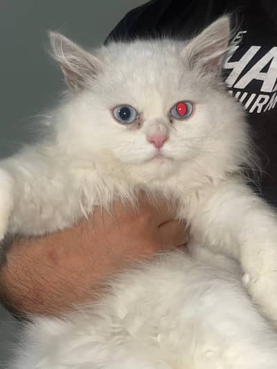 3 coated Persian cat