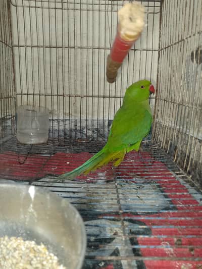 Green parrot