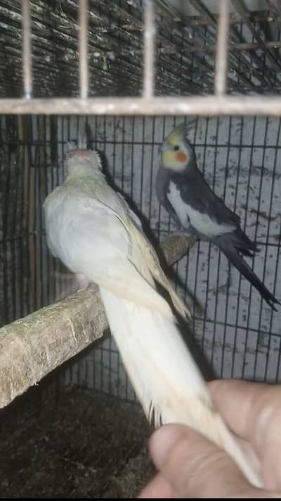 Grey Cocktail Breeder Male