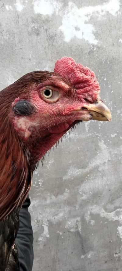 thai karas Pakistani