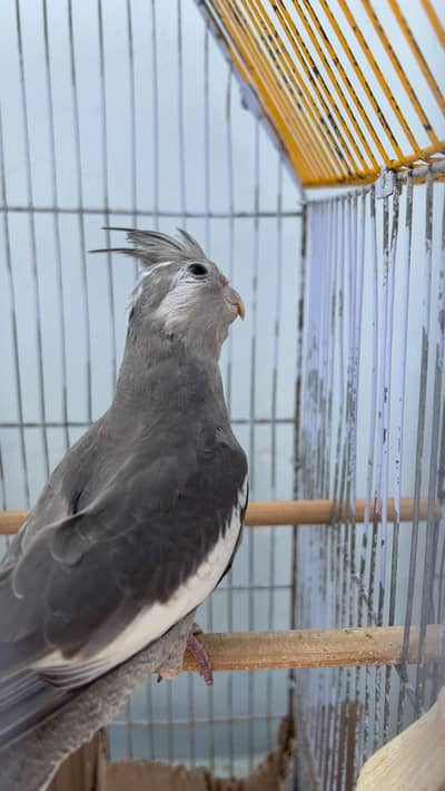 available home breed  1 pair 4000 price 4k