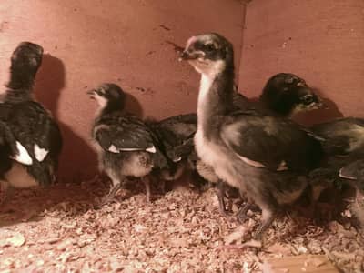 Australorp chiks available