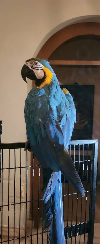 Blue & Gold macaw