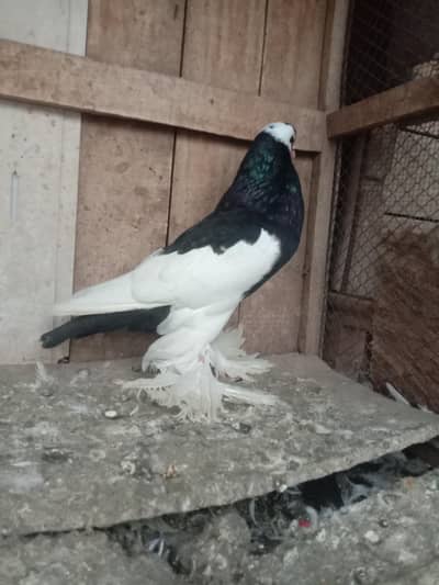 breeder male guaranteed