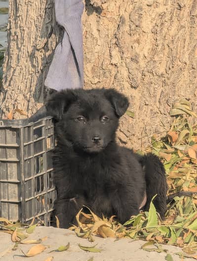 Black German shepherd puppy