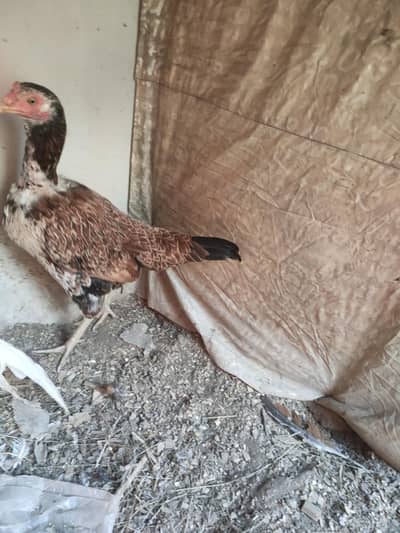 pure Desi hen also exchange able