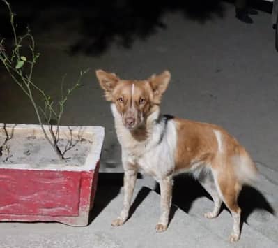 dog for sale/03016251586