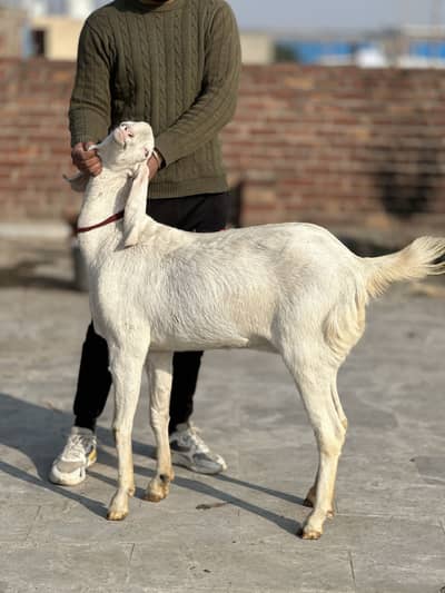 Rajan pur nasalbakri