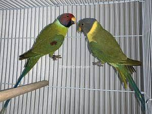 parrots pairs