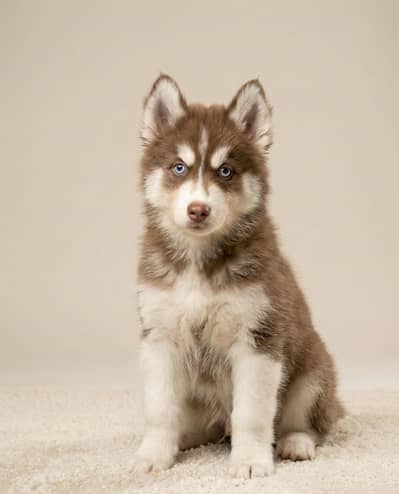 Siberian Husky Puppies. Blue Eyes