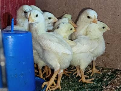 WHITE SHAMO CHICKS