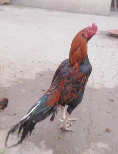 3 femal 1male health and active 03035846813