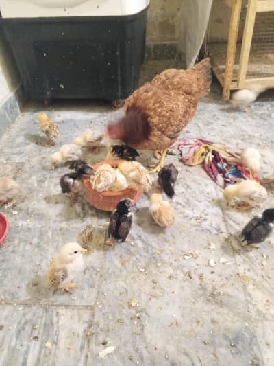 aseel amroha k bachy or 2 murghi