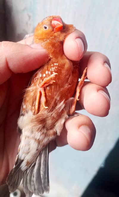 Full Orange Zebra Finch Pair
