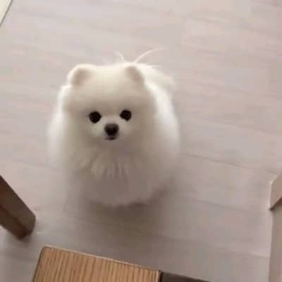 pomeranian puppies dog helthy and active for sale