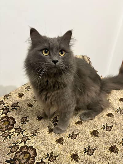male cat for sale