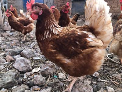 Lohmann Brown Female & Breeder Male & Brown Eggs