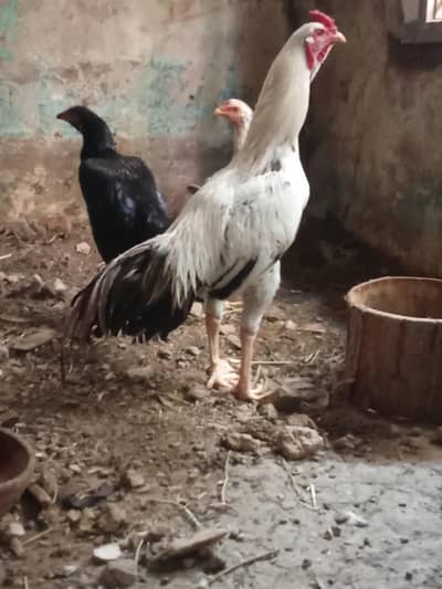 for sale murga 5000 murgi 3500