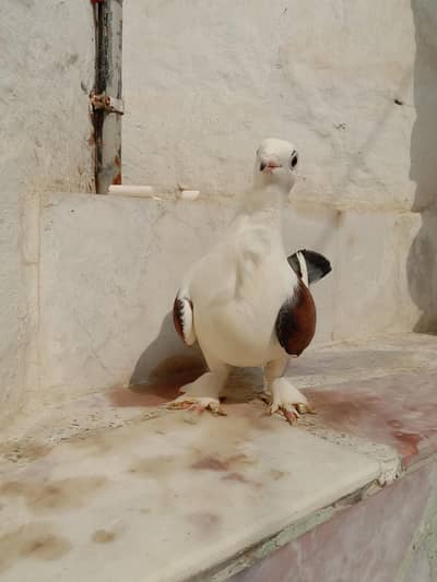 Santient Breeder Pair For Sale