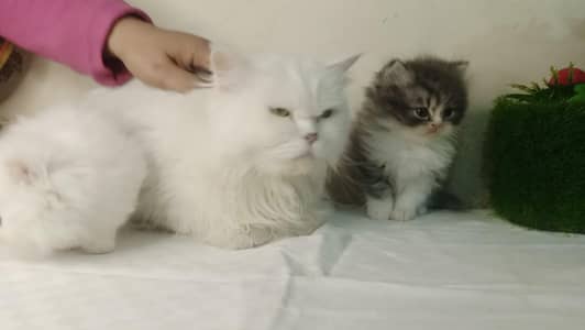 Semi punch cat for sale