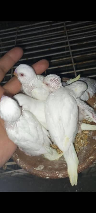 hand feed wala chick budgies
