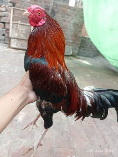 home breed Aseel+dasi cross bread hen