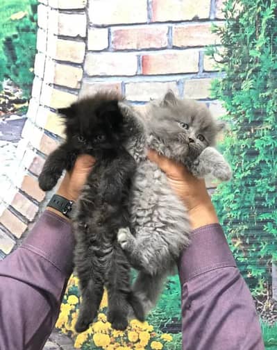 Persian cat ,lovely cat for sale