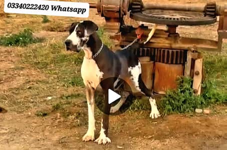 Great dane female for sale