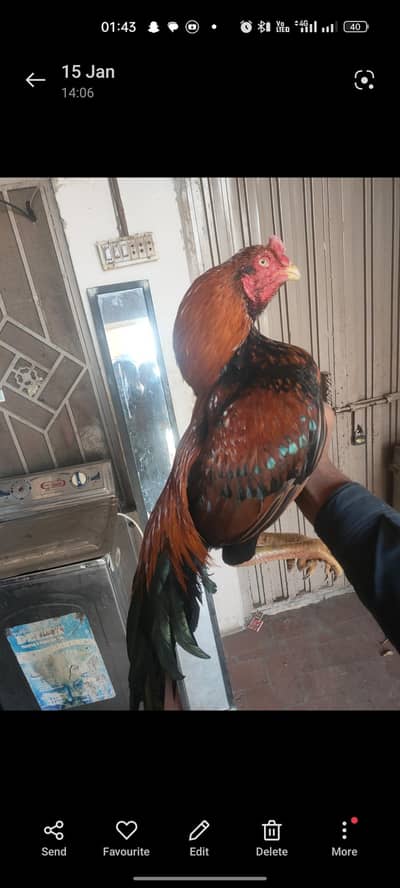 aseel lakha high quality