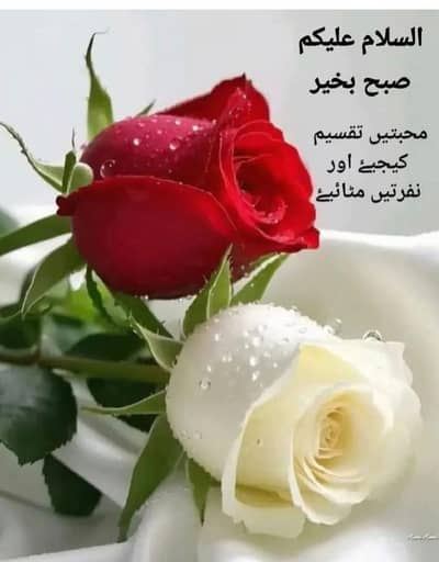 spa tarpiest available for females