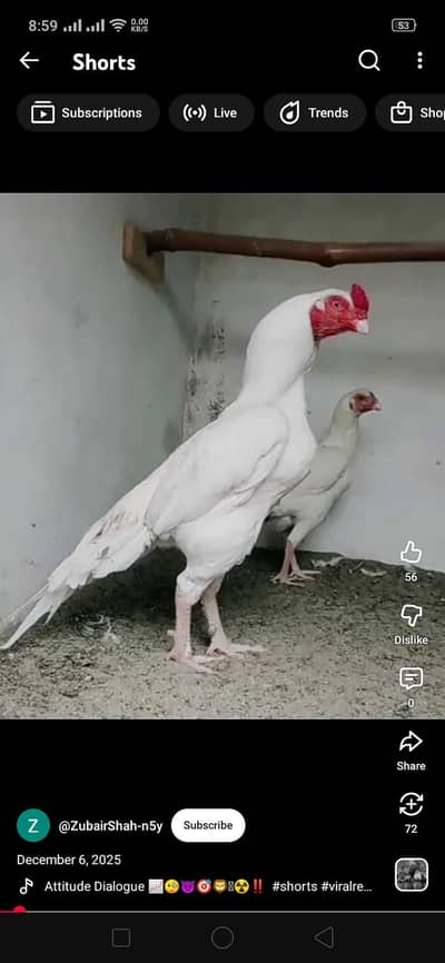 stock available h . .