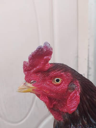 high quality lakha with nok nali. . . . . WhatsApp Number 0312 3195986