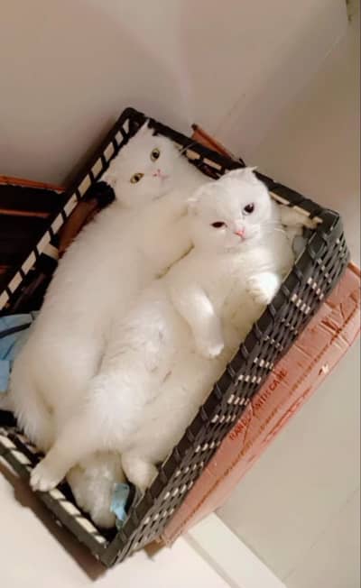 well trained Scottish British short hair male adult very beautiful