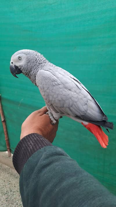 african gray/grey female
