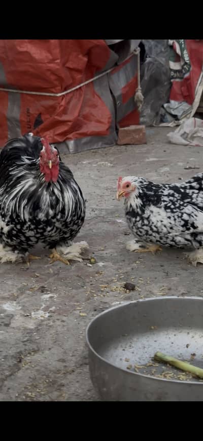 Molted bantam hens pair jora