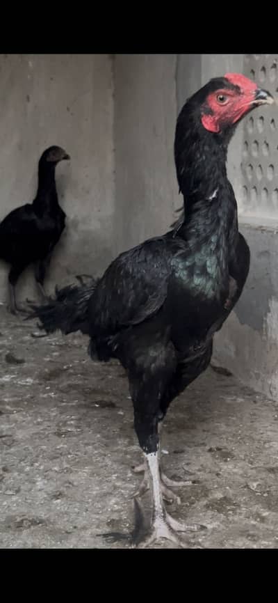 Thai birds pair shampion eyes jora patha pathi