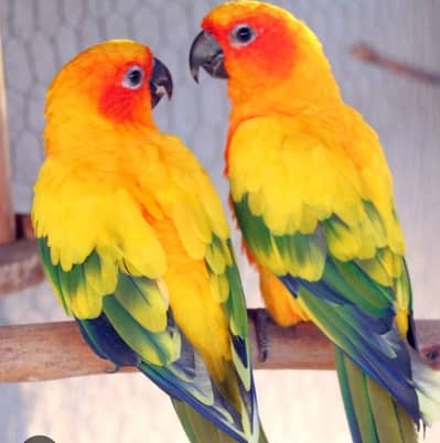 Sun Conor breeding bounded pair