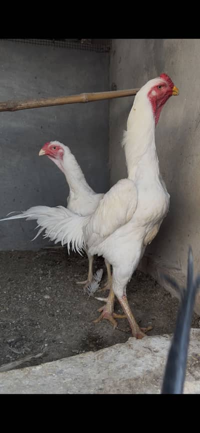 High quality white O shamo breeder pair jora
