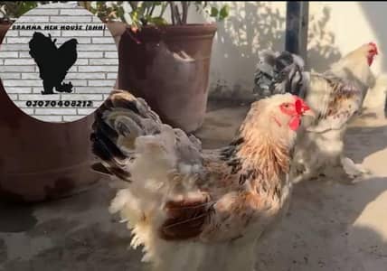 Salmon brahma breeder pair / brahma